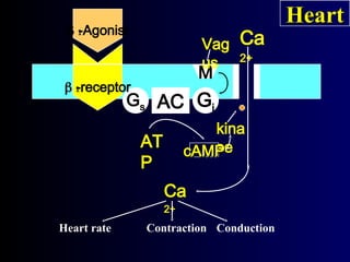 M
AC
Gs Gi
 
-receptor
 
-Agonist
kina
se
AT
P
Ca
2+
Ca
2+
Heart rate Conduction
Contraction
Vag
us
Heart
Heart
cAMP
cAMP
 