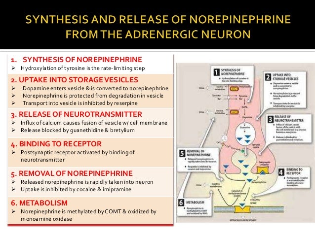 Which Of The Following Releases The Neurotransmitter Norepinephrine Adrenergic agonists