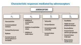 Characteristic responses mediated by adrenoceptors
 