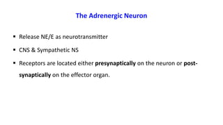 The Adrenergic Neuron
 Release NE/E as neurotransmitter
 CNS & Sympathetic NS
 Receptors are located either presynaptically on the neuron or post-
synaptically on the effector organ.
 