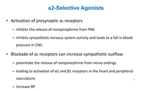 α2-Selective Agonists
• Activation of presynaptic α2 receptors
– inhibits the release of norepinephrine from PNS
– inhibits sympathetic nervous system activity and leads to a fall in blood
pressure in CNS .
• Blockade of α2 receptors can increase sympathetic outflow
– potentiate the release of norepinephrine from nerve endings
– leading to activation of α1 and β1 receptors in the heart and peripheral
vasculature
– Increase BP
41
 
