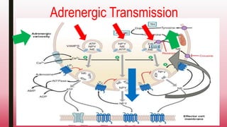 Adrenergic Transmission
 