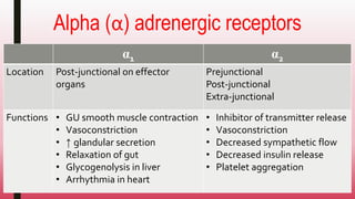 Alpha (α) adrenergic receptors
α1 α2
Location Post-junctional on effector
organs
Prejunctional
Post-junctional
Extra-junctional
Functions • GU smooth muscle contraction
• Vasoconstriction
• ↑ glandular secretion
• Relaxation of gut
• Glycogenolysis in liver
• Arrhythmia in heart
• Inhibitor of transmitter release
• Vasoconstriction
• Decreased sympathetic flow
• Decreased insulin release
• Platelet aggregation
 