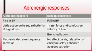 Adrenergic responses
Alpha (α) receptors Beta (β) receptors
Rise in BP Fall in BP
Little action on heart, arrhythmia
at high doses
↑ rate, force and conduction
velocity of heart
- Bronchodilation
Mydriasis, decreased aqueous
secretion
No effect on iris, relaxation of
ciliary muscles, enhanced
aqueous secretion
 