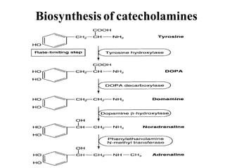 Biosynthesis of catecholamines
 
