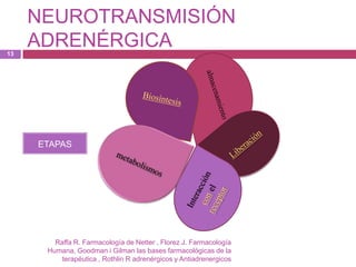 NEUROTRANSMISIÓN
13
     ADRENÉRGICA




     ETAPAS




        Raffa R. Farmacología de Netter , Florez J. Farmacología
      Humana, Goodman i Gilman las bases farmacológicas de la
          terapéutica , Rothlin R adrenérgicos y Antiadrenergicos
 