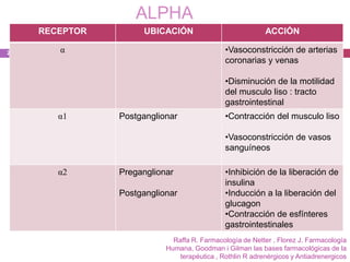 ALPHA
     RECEPTOR        UBICACIÓN                             ACCIÓN

24      α                                     •Vasoconstricción de arterias
                                              coronarias y venas

                                              •Disminución de la motilidad
                                              del musculo liso : tracto
                                              gastrointestinal
        α1      Postganglionar                •Contracción del musculo liso

                                              •Vasoconstricción de vasos
                                              sanguíneos

        α2      Preganglionar                 •Inhibición de la liberación de
                                              insulina
                Postganglionar                •Inducción a la liberación del
                                              glucagon
                                              •Contracción de esfínteres
                                              gastrointestinales
                             Raffa R. Farmacología de Netter , Florez J. Farmacología
                           Humana, Goodman i Gilman las bases farmacológicas de la
                               terapéutica , Rothlin R adrenérgicos y Antiadrenergicos
 