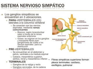 SISTEMA NERVIOSO SIMPÁTICO
   Los ganglios simpáticos se
    encuentran en 3 ubicaciones.
       PARA-VERTEBRALES (22):
        laterales a la columna vertebral
            Se conectan con los nervios
             espinales mediante ramos
             comunicantes
                  Blancos: región toracolumbar
                   salen a través de la raíces
                   espinales anteriores
                  Grises: se originan en los ganglios
                   y transporta fibras post-
                   ganglionares de vuelta a los
                   nervios espinales para su
                   distribución
       PRE-VERTEBRALES
            Se encuentran en el abdomen y
             pelvis, ventrales a la medula espinal
            Celiaco, mesentérico superior,
             aórtico, renal y mesentérico inferior. • Fibras simpáticas superiores forman
       TERMINALES                                       plexos terminales: cardiaco,
            Ganglios de la vejiga y recto               esofágico, pulmonar
            Ganglios cervicales, de la cadena
 