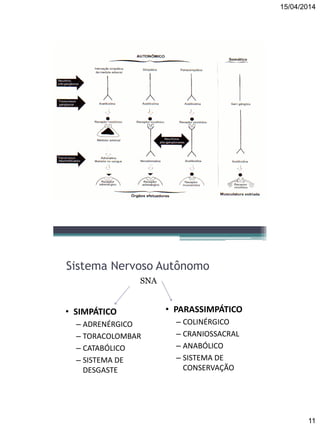 15/04/2014
11
Sistema Nervoso Autônomo
SNA
• SIMPÁTICO
– ADRENÉRGICO
– TORACOLOMBAR
– CATABÓLICO
– SISTEMA DE
DESGASTE
• PARASSIMPÁTICO
– COLINÉRGICO
– CRANIOSSACRAL
– ANABÓLICO
– SISTEMA DE
CONSERVAÇÃO
 