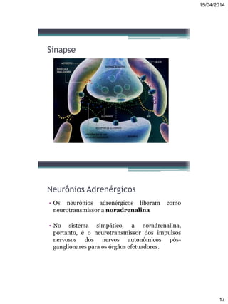 15/04/2014
17
Sinapse
Neurônios Adrenérgicos
• Os neurônios adrenérgicos liberam como
neurotransmissor a noradrenalina
• No sistema simpático, a noradrenalina,
portanto, é o neurotransmissor dos impulsos
nervosos dos nervos autonômicos pós-
ganglionares para os órgãos efetuadores.
 