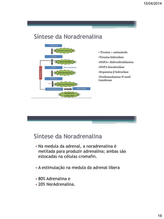 15/04/2014
19
Síntese da Noradrenalina
• Tirosina = aminoácido
•Tirosina hidroxilase
•DOPA= diidroxifenilalanina
•DOPA descaboxilase
•Dopamina β hidroxilase
•Feniletanolamina N metil
transferase
Síntese da Noradrenalina
• Na medula da adrenal, a noradrenalina é
metilada para produzir adrenalina; ambas são
estocadas na células cromafin.
• A estimulação na medula da adrenal libera
• 80% Adrenalina e
• 20% NorAdrenalina.
 