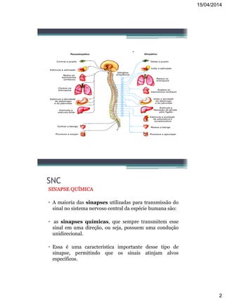 15/04/2014
2
SISTEMA NERVOSO AUTÔNOMO
SNC
SINAPSE QUÍMICA
• A maioria das sinapses utilizadas para transmissão do
sinal no sistema nervoso central da espécie humana são:
• as sinapses químicas, que sempre transmitem esse
sinal em uma direção, ou seja, possuem uma condução
unidirecional.
• Essa é uma característica importante desse tipo de
sinapse, permitindo que os sinais atinjam alvos
específicos.
 