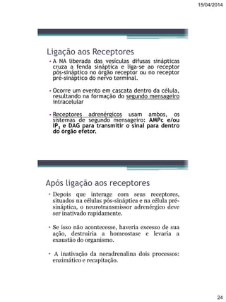 15/04/2014
24
Ligação aos Receptores
• A NA liberada das vesículas difusas sinápticas
cruza a fenda sináptica e liga-se ao receptor
pós-sináptico no órgão receptor ou no receptor
pré-sináptico do nervo terminal.
• Ocorre um evento em cascata dentro da célula,
resultando na formação do segundo mensageiro
intracelular
• Receptores adrenérgicos usam ambos, os
sistemas de segundo mensageiro: AMPc e/ou
IP3 e DAG para transmitir o sinal para dentro
do órgão efetor.
Após ligação aos receptores
• Depois que interage com seus receptores,
situados na células pós-sináptica e na célula pré-
sináptica, o neurotransmissor adrenérgico deve
ser inativado rapidamente.
• Se isso não acontecesse, haveria excesso de sua
ação, destruiria a homeostase e levaria a
exaustão do organismo.
• A inativação da noradrenalina dois processos:
enzimático e recapitação.
 