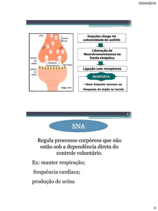 15/04/2014
4
8
SNA
Regula processos corpóreos que não
estão sob a dependência direta do
controle voluntário.
Ex: manter respiração;
frequência cardíaca;
produção de urina
 
