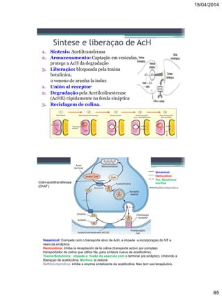 15/04/2014
65
Sintese e liberaçao de AcH
1. Síntesis: Acetiltransferasa
2. Armazenamento: Captação em vesículas,
protege a AcH da degradação
3. Liberação: bloqueada pela toxina
botulínica,
o veneno de aranha la induz
1. Unión al receptor
2. Degradação pela Acetilcolinesterase
(AcHE) rápidamente na fenda sináptica
3. Reciclagem de colina.
Vesamicol
Hemicolinio
Tox. Botulínica/
morfinaColin-acetiltransferasa
(ChAT)
Vesamicol: Compete com o transporte ativo de AcH, e impede a incorporaçao do NT a
vesícula sináptica.
Hemicolinio: inhibe la receptación de la colina (transporte activo por complejo
transportador de colina que utiliza Na, para síntesis nueva de acetilcolina).
Toxina Botulínica: impede a fusão da vesícula com o terminal pre sináptico, inhibindo a
liberaçao de acetilcolina. Morfina: la reduce.
Naftilvinilpiridina: inhibe a enzima sintetizante de acetilcolina. Nao tem uso terapéutico.
Naftilvinilpiridina
 