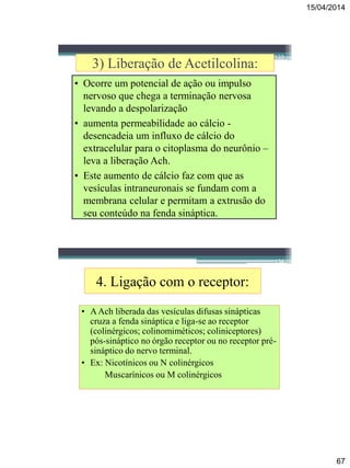 15/04/2014
67
133
3) Liberação de Acetilcolina:
• Ocorre um potencial de ação ou impulso
nervoso que chega a terminação nervosa
levando a despolarização
• aumenta permeabilidade ao cálcio -
desencadeia um influxo de cálcio do
extracelular para o citoplasma do neurônio –
leva a liberação Ach.
• Este aumento de cálcio faz com que as
vesículas intraneuronais se fundam com a
membrana celular e permitam a extrusão do
seu conteúdo na fenda sináptica.
134
4. Ligação com o receptor:
• AAch liberada das vesículas difusas sinápticas
cruza a fenda sináptica e liga-se ao receptor
(colinérgicos; colinomiméticos; coliniceptores)
pós-sináptico no órgão receptor ou no receptor pré-
sináptico do nervo terminal.
• Ex: Nicotínicos ou N colinérgicos
Muscarínicos ou M colinérgicos
 