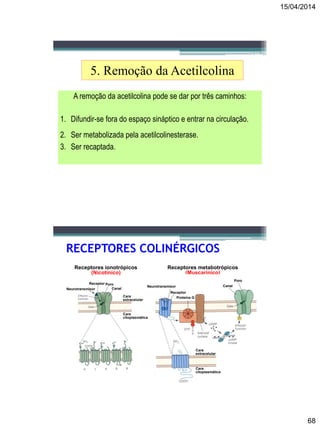 15/04/2014
68
135
5. Remoção da Acetilcolina
A remoção da acetilcolina pode se dar por três caminhos:
1. Difundir-se fora do espaço sináptico e entrar na circulação.
2. Ser metabolizada pela acetilcolinesterase.
3. Ser recaptada.
Receptores ionotrópicos
(Nicotinico)
Receptores metabotrópicos
(Muscarínico)
Receptor Poro
CanalNeurotransmisor
Cara
extracelular
Cara
citoplasmática
Neurotransmisor
Receptor
Proteina G
Canal
Poro
Cara
extracelular
Cara
citoplasmática
RECEPTORES COLINÉRGICOS
 