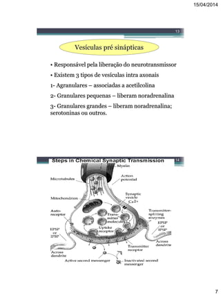 15/04/2014
7
13
Vesículas pré sinápticas
• Responsável pela liberação do neurotransmissor
• Existem 3 tipos de vesículas intra axonais
1- Agranulares – associadas a acetilcolina
2- Granulares pequenas – liberam noradrenalina
3- Granulares grandes – liberam noradrenalina;
serotoninas ou outros.
14
 