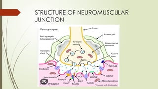 STRUCTURE OF NEUROMUSCULAR
JUNCTION
 