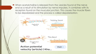  When acetylcholine is released from the vesicles found at the nerve
end as a result of its stimulation by nerve impulses, it combines with its
receptors found on the muscular junction. This causes the muscle fibers
to be depolarized and the process is called depolarization.
 