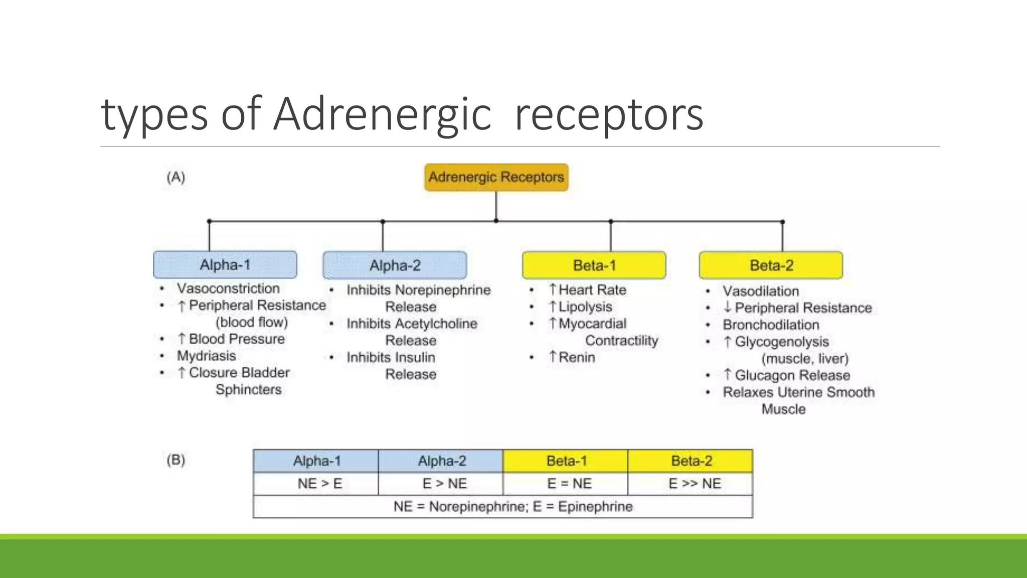 Adrenergic Receptors And Drugs pptx Adrenergic Receptors And Drugs pptx