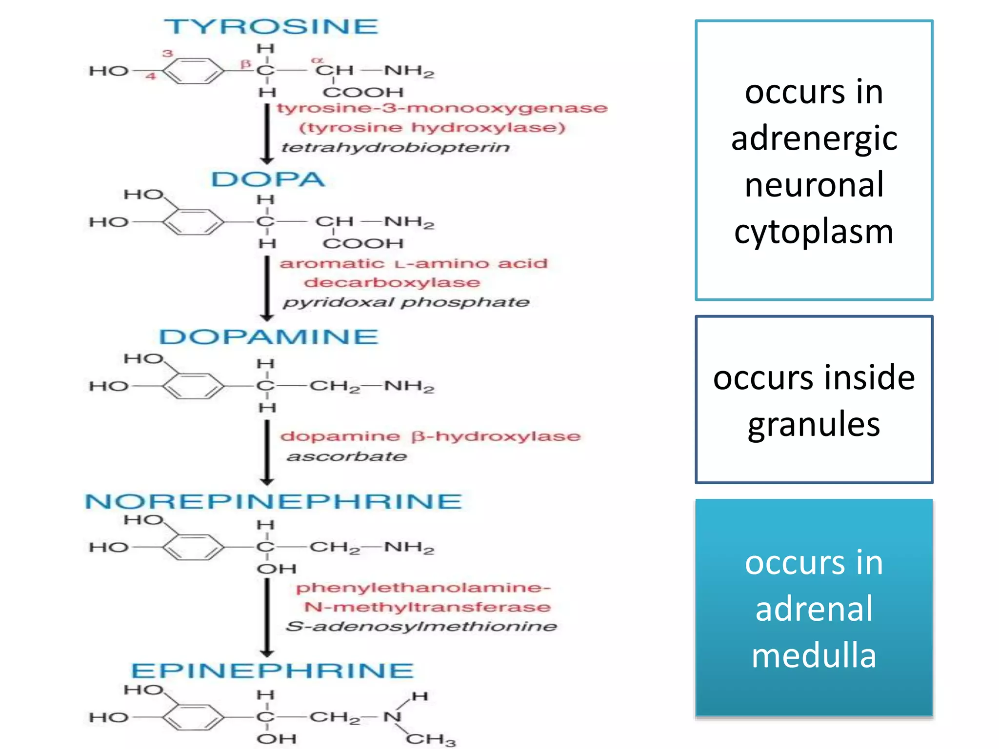 Adrenergic receptors and its modulators | PPTX