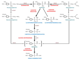 Adrenergic receptors and its modulators | PPTX