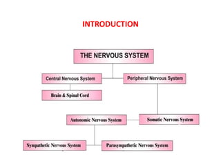 Adrenergic receptors and its modulators | PPTX