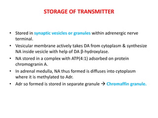 Adrenergic receptors and its modulators | PPTX