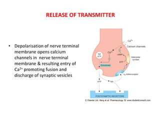 Adrenergic receptors and its modulators | PPTX