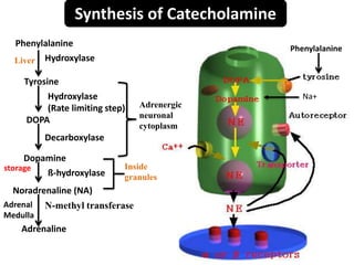 Synthesis of Catecholamine
Phenylalanine
Tyrosine
Phenylalanine
Hydroxylase
DOPA
Dopamine
Noradrenaline (NA)
Adrenaline
Hydroxylase
(Rate limiting step)
Decarboxylase
ß-hydroxylase
N-methyl transferase
Liver
Adrenergic
neuronal
cytoplasm
Inside
granules
Adrenal
Medulla
storage
Na+
 