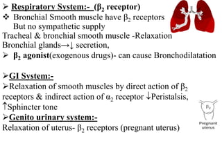  Respiratory System:- (β2 receptor)
 Bronchial Smooth muscle have β2 receptors
But no sympathetic supply
Tracheal & bronchial smooth muscle -Relaxation
Bronchial glands→↓ secretion,
 β2 agonist(exogenous drugs)- can cause Bronchodilatation
GI System:-
Relaxation of smooth muscles by direct action of β2
receptors & indirect action of α2 receptor Peristalsis,
Sphincter tone
Genito urinary system:-
Relaxation of uterus- β2 receptors (pregnant uterus)
 