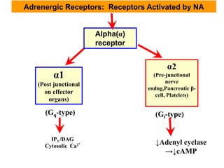 α2
(Pre-junctional
nerve
endng,Pancreatic β-
cell, Platelets)
Alpha(α)
receptor
Adrenergic Receptors: Receptors Activated by NA
α1
(Post junctional
on effector
organs)
(Gq-type) (Gi-type)
IP3 /DAG
Cytosolic Ca2⁺ ↓Adenyl cyclase
→↓cAMP
 