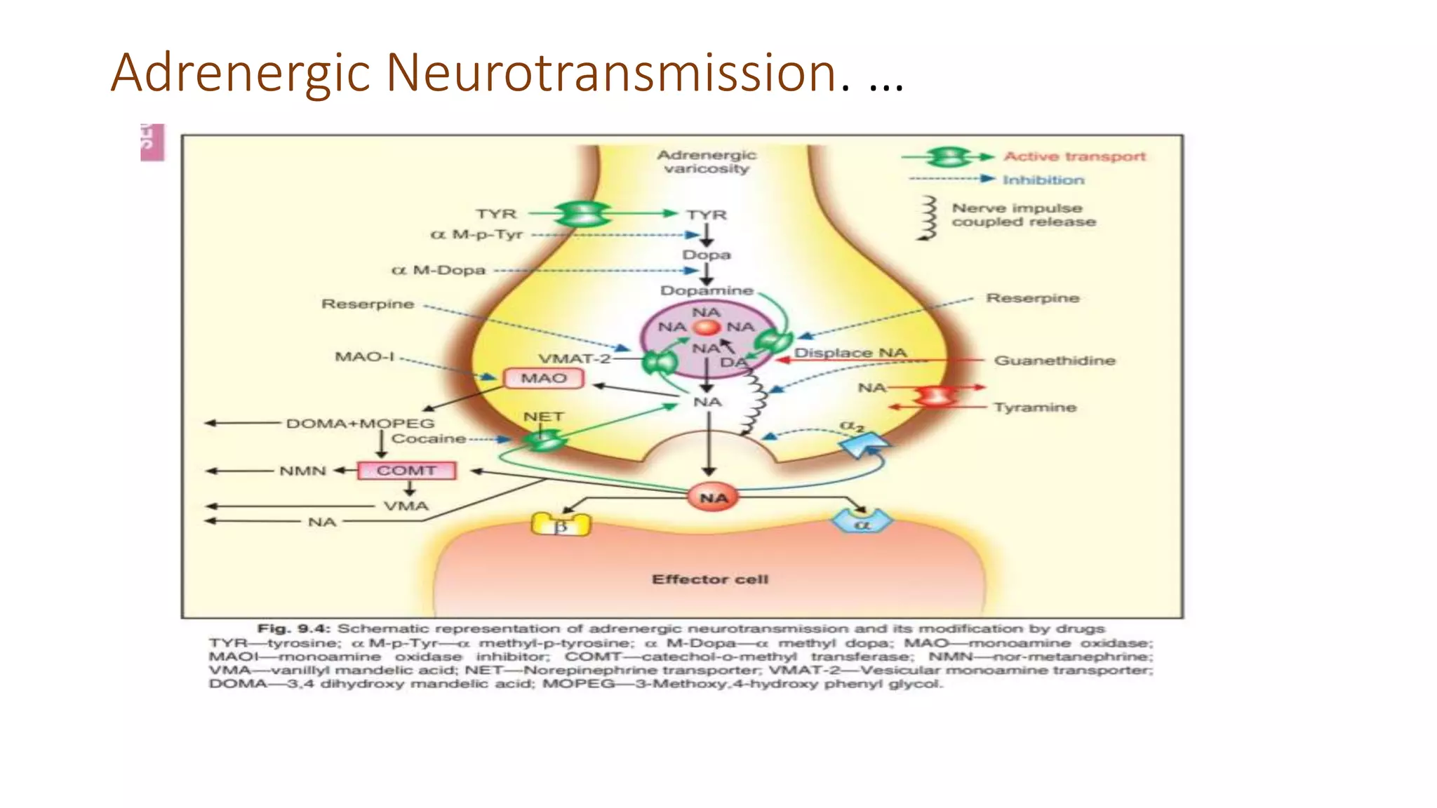 Adrenergic Neurotransmission. …
 