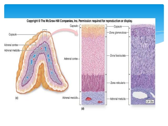 adrenal cortex location and function