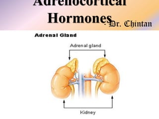 Adrenocortical
Hormones Chintan
- Dr.

 
