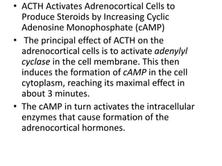 • ACTH Activates Adrenocortical Cells to
Produce Steroids by Increasing Cyclic
Adenosine Monophosphate (cAMP)
• The principal effect of ACTH on the
adrenocortical cells is to activate adenylyl
cyclase in the cell membrane. This then
induces the formation of cAMP in the cell
cytoplasm, reaching its maximal effect in
about 3 minutes.
• The cAMP in turn activates the intracellular
enzymes that cause formation of the
adrenocortical hormones.
 
