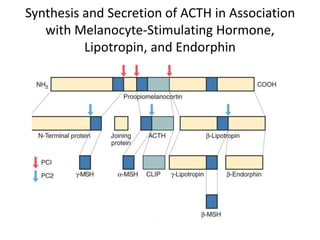 Synthesis and Secretion of ACTH in Association
with Melanocyte-Stimulating Hormone,
Lipotropin, and Endorphin
 