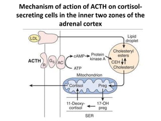 Mechanism of action of ACTH on cortisol-
secreting cells in the inner two zones of the
adrenal cortex
 