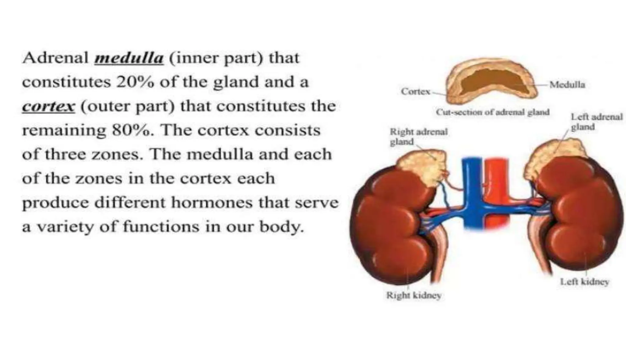 Adrenocortical Hormones presentation.pptx