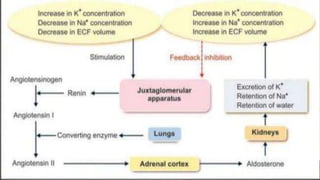 Adrenocortical Hormones presentation.pptx