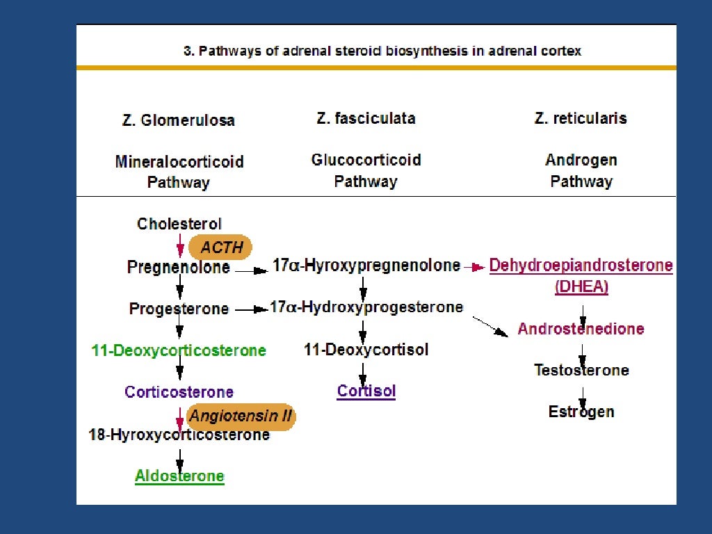 adrenocorticosteroids