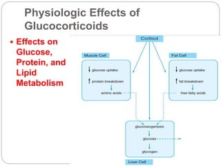 Physiologic Effects of
Glucocorticoids
 Effects on
Glucose,
Protein, and
Lipid
Metabolism
 