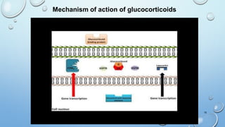 18
Mechanism of action of glucocorticoids
 