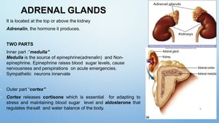ADRENAL GLANDS
▪ It is located at the top or above the kidney
▪ Adrenalin, the hormone it produces.
▪ TWO PARTS
▪ Inner part :“medulla”
▪ Medulla is the source of epinephrine(adrenalin) and Non-
epinephrine. Epinephrine raises blood sugar levels, cause
nervousness and perspirations on acute emergencies.
▪ Sympathetic neurons innervate
▪ Outer part “cortex”
▪ Cortex releases cortisone which is essential for adapting to
stress and maintaining blood sugar level and aldosterone that
regulates thesalt and water balance of the body. 1
 