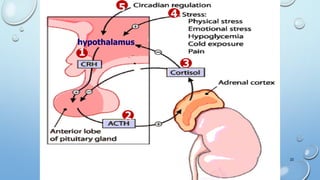 Control of glucocorticoid secretion
2
4
5
hypothalamus
1
3
22
 