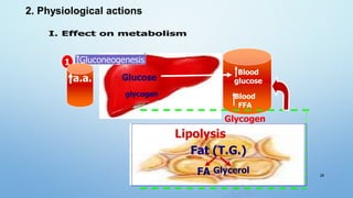 Gluconeogenesis
Glucose
glycogen
Glycogen
2 Glycogen phosphorylase
synthase
e Glucose 6-PO4
3 Glycolysis
pyruvate
Lipolysis
Fat (T.G.)
FA Glycerol
Blood
glucose
Blood
FFA
1
a.a.
28
2. Physiological actions
 