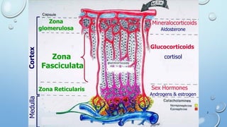 CortexMedulla
Zona
glomerulosa
Zona
Fasciculata
Zona Reticularis
Mineralocorticoids
Aldosterone
Glucocorticoids
cortisol
Sex Hormones
Androgens & estrogen
2
 
