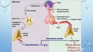 I. Effect on metabolism
II. Effect on CNS
Required for normal EEG pattern
III. Weak mineralocorticoid effect
IV. Anti-stress effect
V.C.catecholamines
Permissive action
Blood glucose
Plasma a.a.
Plasma FFA
29
 