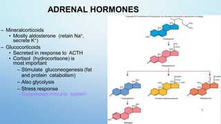 ADRENAL HORMONES
– Mineralcorticoids
• Mostly aldosterone (retain Na+,
secrete K+)
– Glucocorticoids
• Secreted in response to ACTH
• Cortisol (hydrocortisone) is
most important
– Stimulate gluconeogenesis (fat
and protein catabolism)
– Also glycolysis
– Stress response
– Suppresses immune system
3
 
